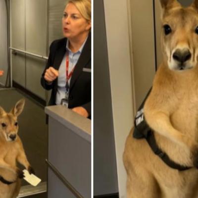 Viral Video: एयरपोर्ट पर बोर्डिंग पास लिए दिखा कंगारू! क्यूटनेस पर फिदा हुई पब्लिक