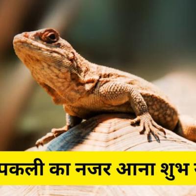 घर पर छिपकली का आना देता है बड़ा संकेत, करोड़पति बनेंगे या होंगे कंगाल? जानिए क्या कहता है शकुन शास्त्र