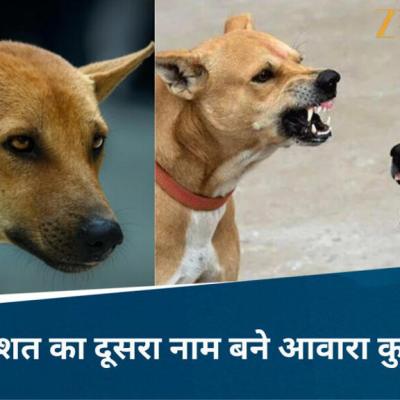 'डॉग अटैक' का कहर जारी, पन्ना में 5-6 कुत्तों ने महिला पर किया खूंखार हमला