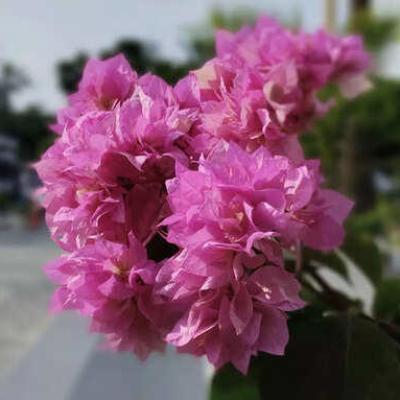 सिंपल डिजाइन और अच्छी बैटरी लाइफ से दम द‍िखाता Lava Blaze Dragon 5G लेक‍िन फैंसी फीचर्स की कमी