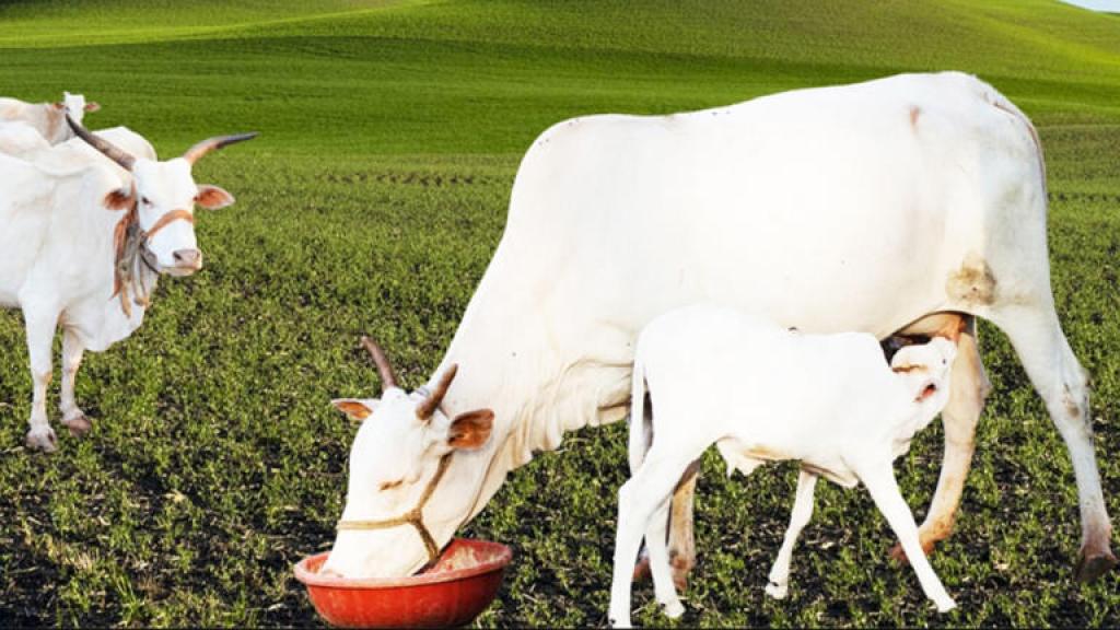 यूपी सरकार की पहल : 8 जिलों में पंचगव्य और बायोगैस नवाचारों से ग्रामीण अर्थव्यवस्था को रफ्तार देने की तैयारी