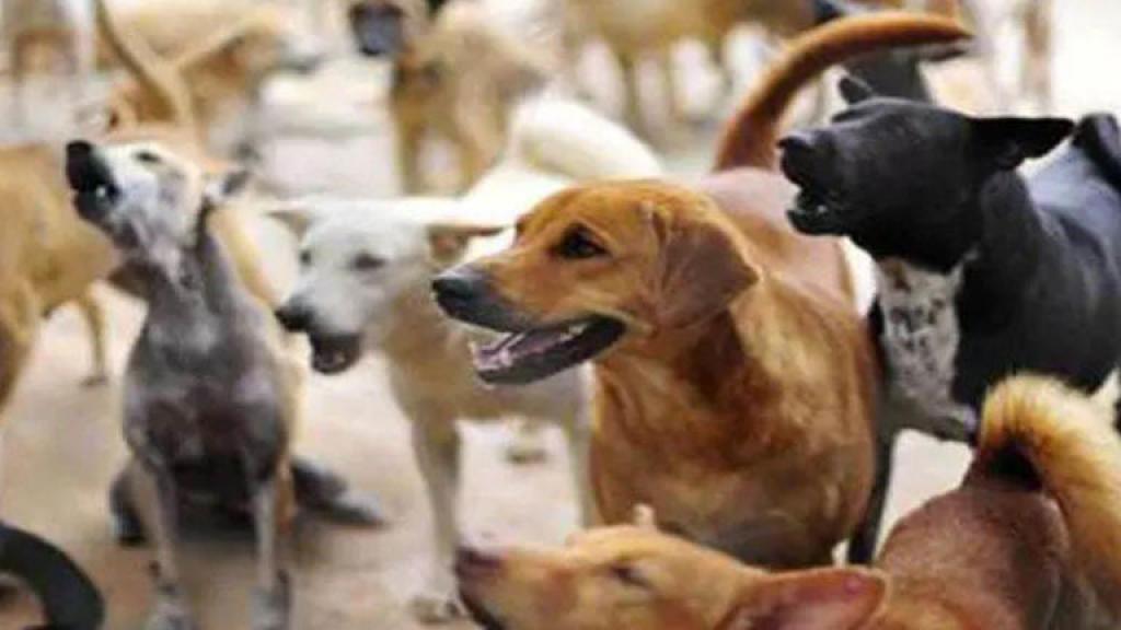 साहिबाबाद के पार्कों में आवारा कुत्तों का आतंक, लोग परेशान