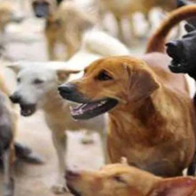 साहिबाबाद के पार्कों में आवारा कुत्तों का आतंक, लोग परेशान