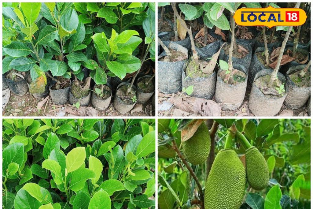Jackfruit Gardening:अब गमले में उगाइए कटहल, बस फॉलों करें एक्सपर्ट का ये ट्रिक