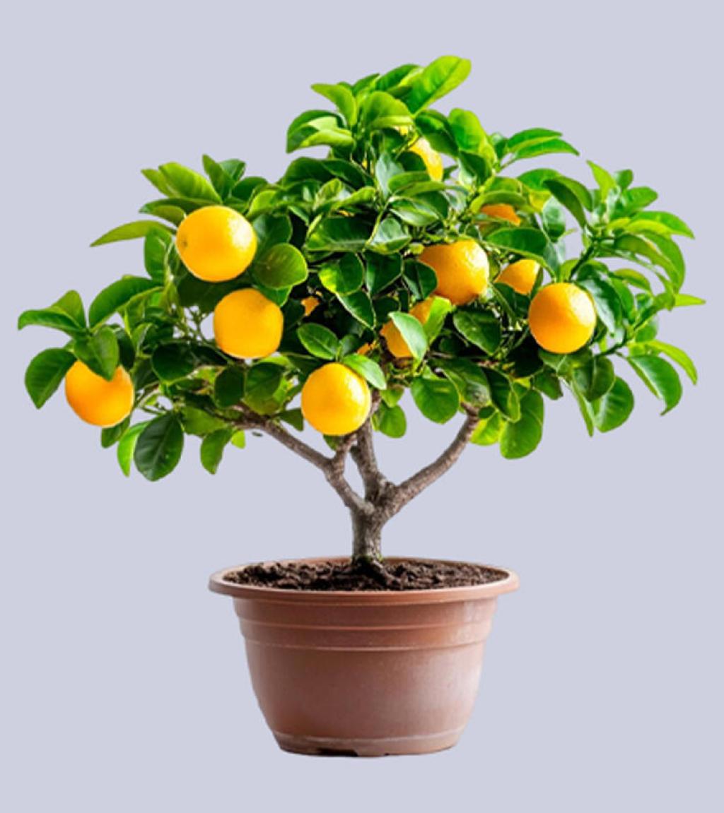 Gardening Tips: गर्मियों में फल और फूलों से भर जाएगा नींबू का पौधा, बस डालें माली की बताई यह सीक्रेट खाद