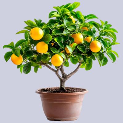 Gardening Tips: गर्मियों में फल और फूलों से भर जाएगा नींबू का पौधा, बस डालें माली की बताई यह सीक्रेट खाद