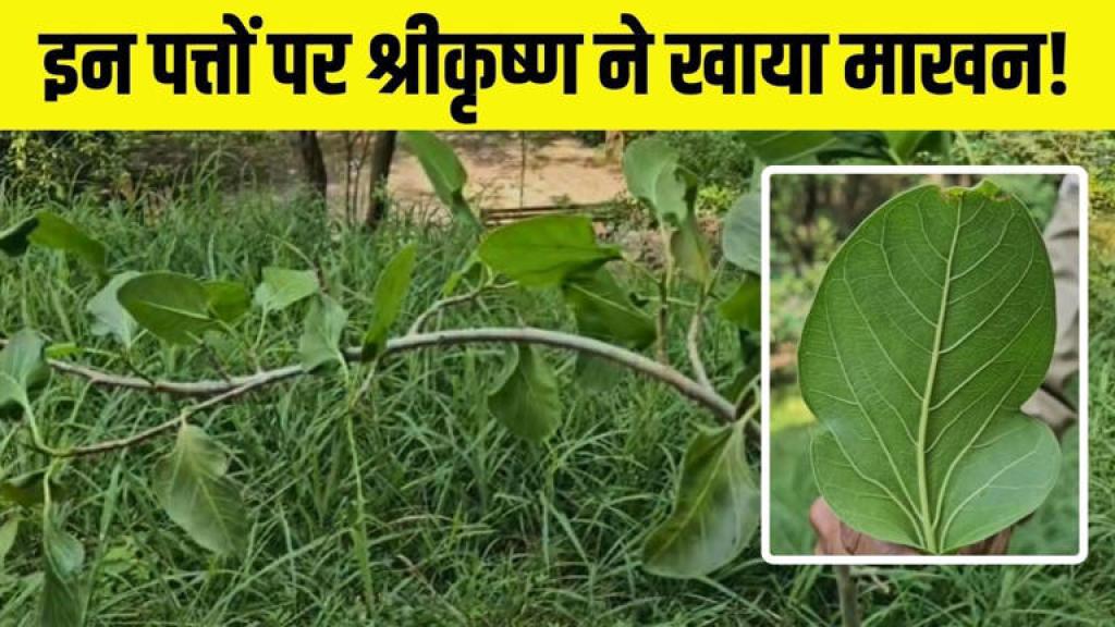Rewa News: इस पेड़ के पत्तों पर भगवान कृष्ण ने खाया था माखन, आज भी हरा भरा है ये बरगद