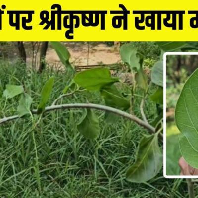 Rewa News: इस पेड़ के पत्तों पर भगवान कृष्ण ने खाया था माखन, आज भी हरा भरा है ये बरगद