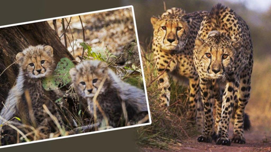 दुनिया में सबसे तेज दौड़ने वाला चीता कितना लम्बा जीवन जीता है?