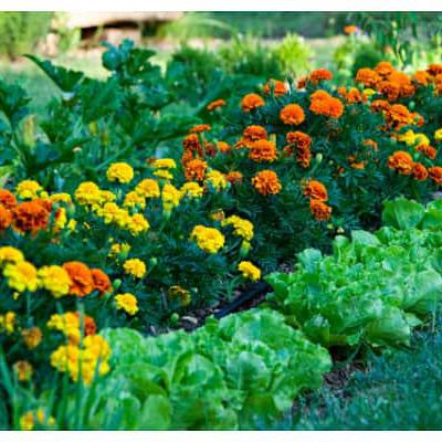 घर सजाने के लिए आप भी तो नहीं कर रहे जहरीले पौधों का इस्तेमाल? जानें इनके नाम