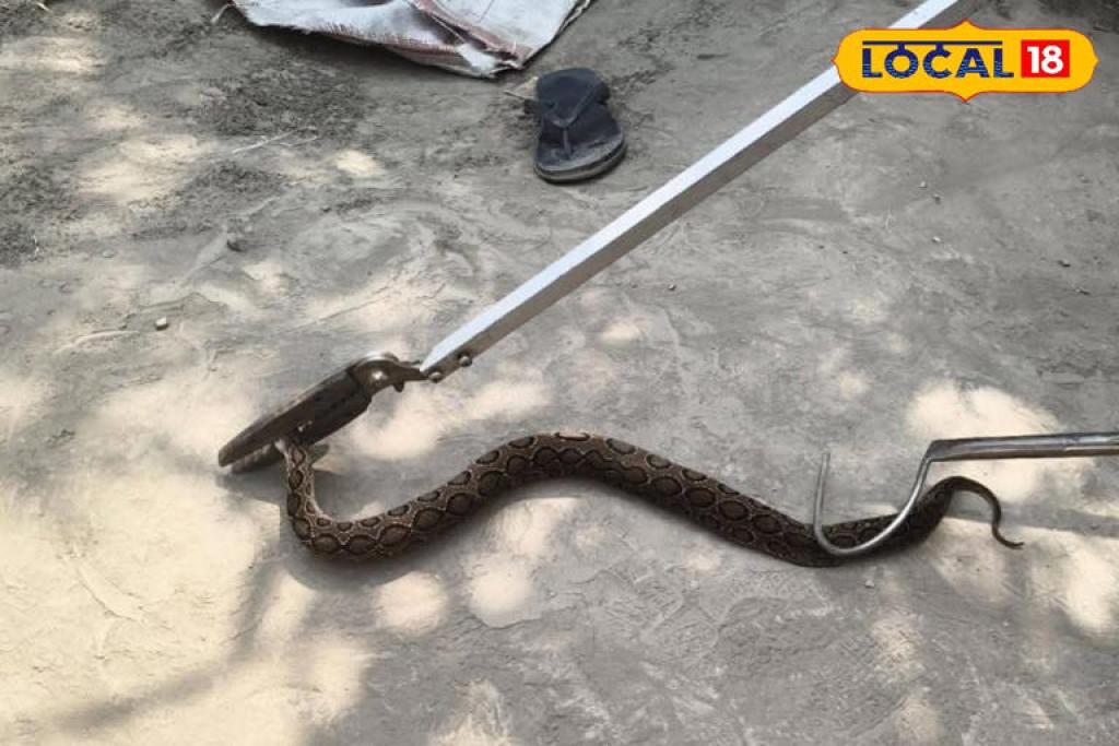 बटालियन कैंप में अचानक भागे लोग, दिखा एशिया का सबसे खतरनाक सांप