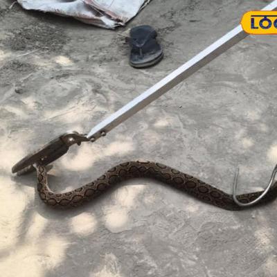 बटालियन कैंप में अचानक भागे लोग, दिखा एशिया का सबसे खतरनाक सांप